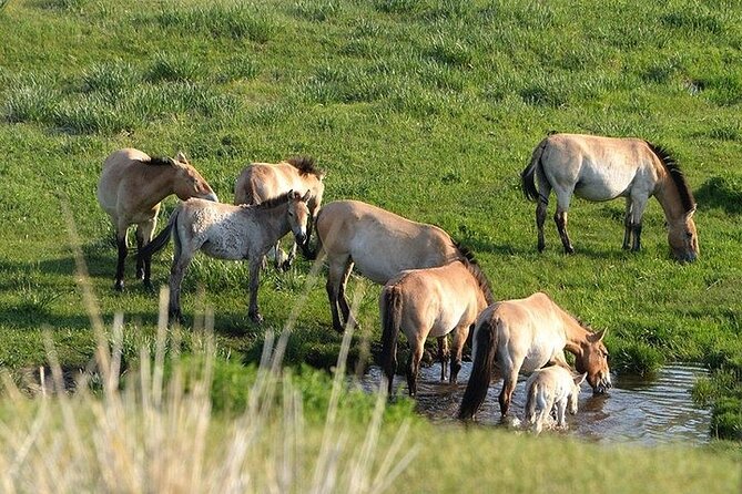 1 Day Semi-Gobi Tour Including Lunch And Free Camel +Bonus Khustai National Park - The camel ride and what to clarify