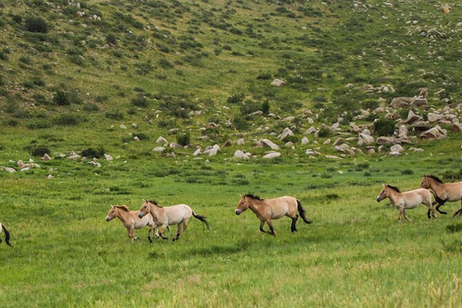 1 Day Semi-Gobi Tour Including Lunch And Free Camel +Bonus Khustai National Park - Transport, roads, and the cost of a private day