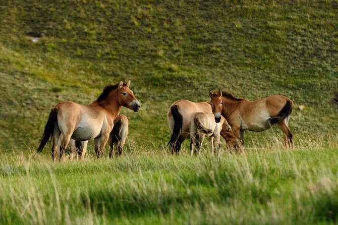 1 Day Tour: Khustai National Park - Key points to know before you book