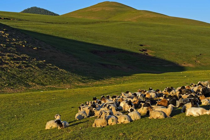 1 Day Tour: Khustai National Park - Leaving Ulaanbaatar at 8:00 in the morning