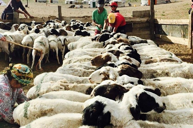 2D,1N Gobi desert and Old city Kharkhorum stay with Nomadic family - The strongest part: authentic contact without giving up convenience