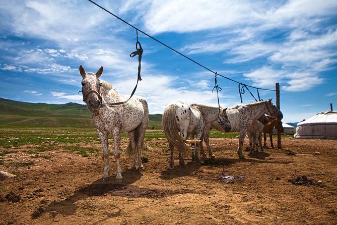 3-Day Naadam Festival Group Tour - What to pack and how to approach the days