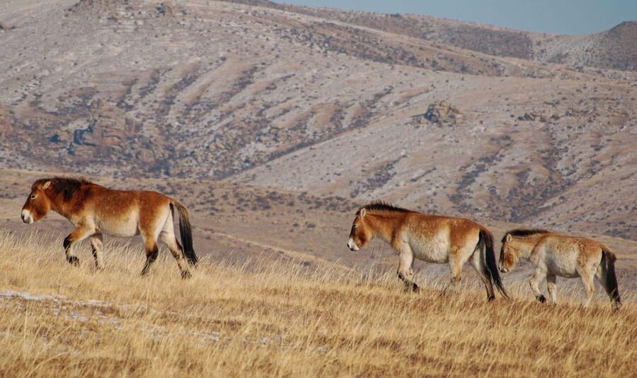 4 Days Central Mongolia-Amazing experiece - Day 4: Hustai National Park and the return to Ulaanbaatar