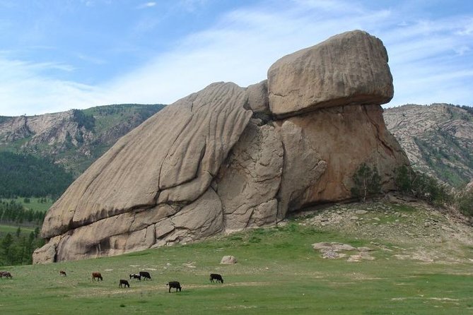5 Days Terelj national Park Tour From Central Mongolia - Day 5: Searching for wild horses at Hustai