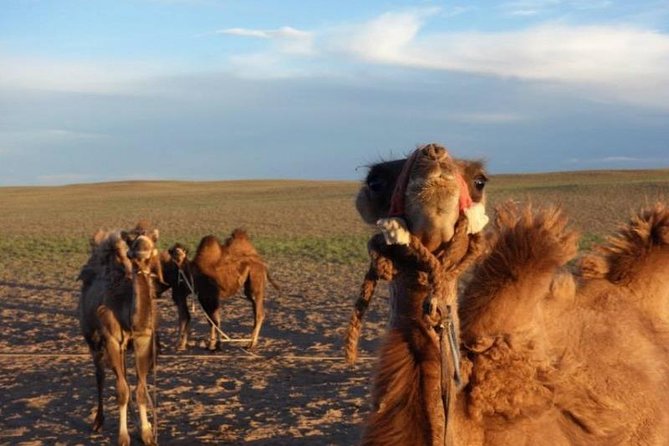 7 days Great Gobi Tour - Day 1: Granite peaks at Ikh Gazriin Chuluu