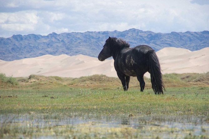 8 Days Tour: Gobi Desert And Kharkhorin - Why this route works for a first visit to Mongolia
