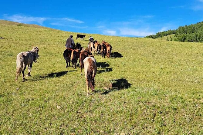 A Day Authentic Mongolian Trip near Ulaanbaatar all-inclusive - Meeting a horse breeder and helping with chores