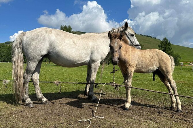 A Day Authentic Mongolian Trip near Ulaanbaatar all-inclusive - A final Mongolian lunch and return to the city