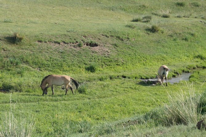Authentic Mongolian two days tours in Terelj & Khustai National P - Why the scenery is more than open grassland