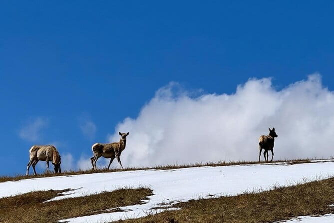 Authentic Mongolian two days tours in Terelj & Khustai National P - Khustai National Park and the return of the Takhi