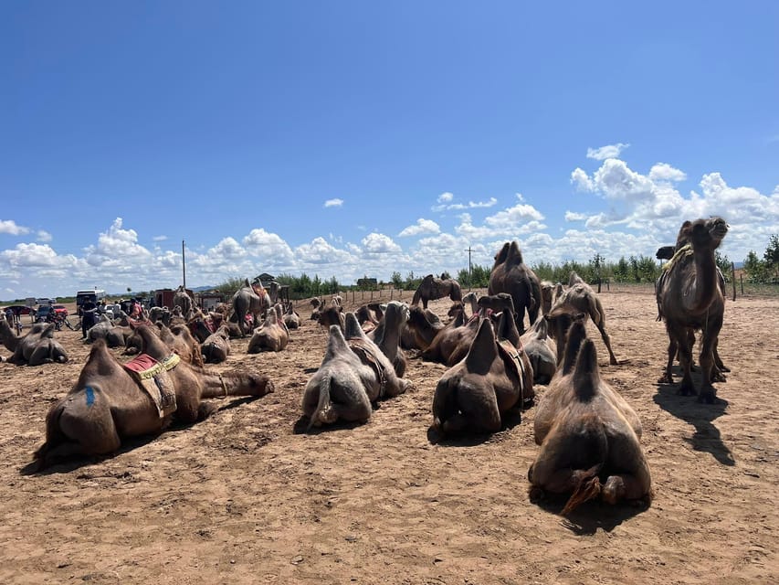 Camel Trails and Bird Tales: Discovering Elsen Tasarkhai - Is $130 good value?