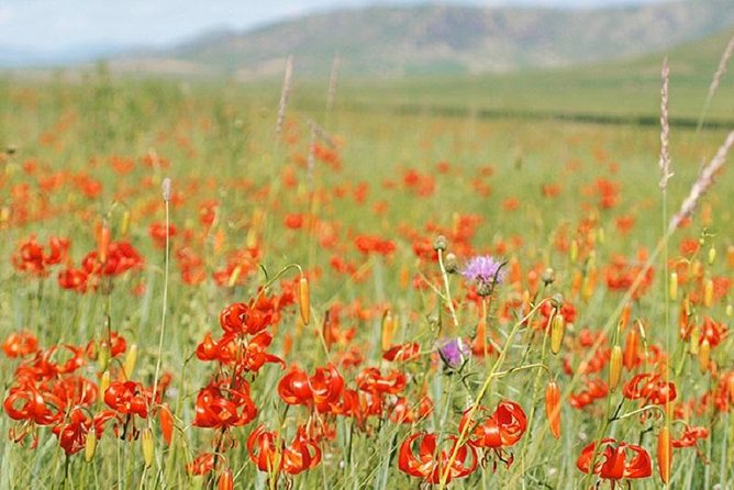 Day Tour of Hustai National Park - The road from Ulaanbaatar to Hustai