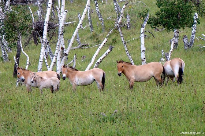 Day Tour of Hustai National Park - The park center and conservation story