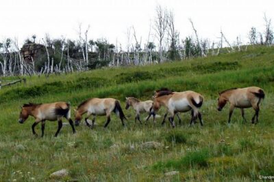 Day Tour of Hustai National Park