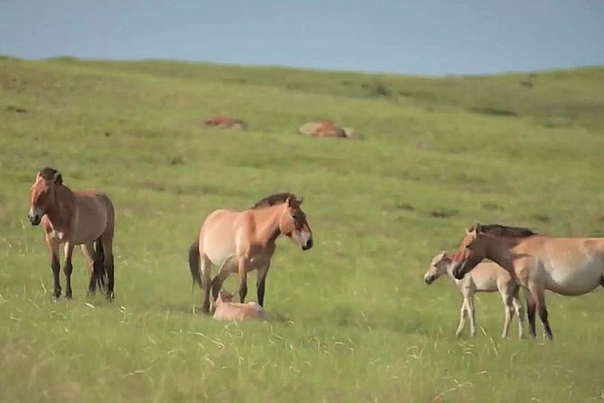 Day Tour of Hustai National Park - Lunch with a horseman family