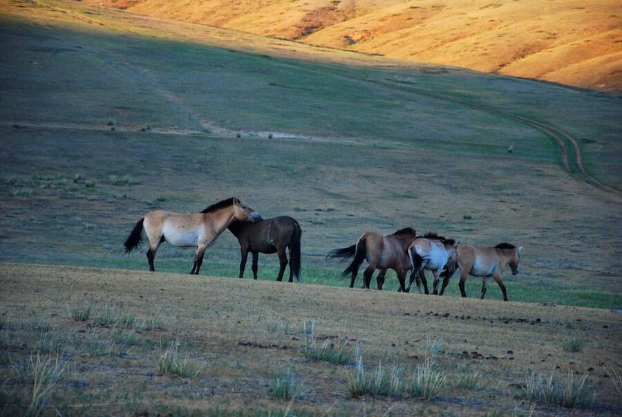 Day tour to Hustai national park - Key points to know before booking