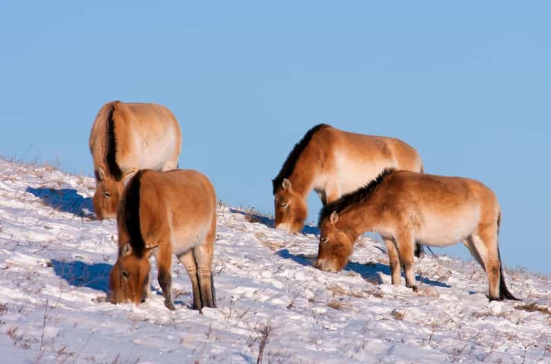 Day tour to Hustai national park - Why Hustai National Park is worth the trip