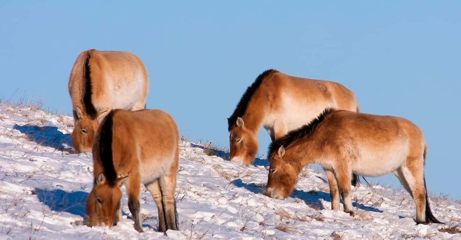 Day tour to Hustai national park - Deer, marmots, and bird watching
