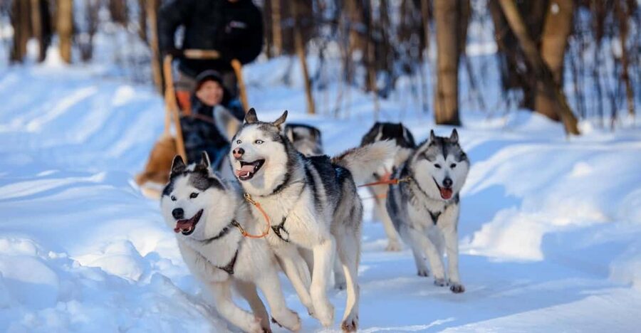 Dog Sledding , Terelj National park ,Chinggis Khaan statue - Key points to know before booking