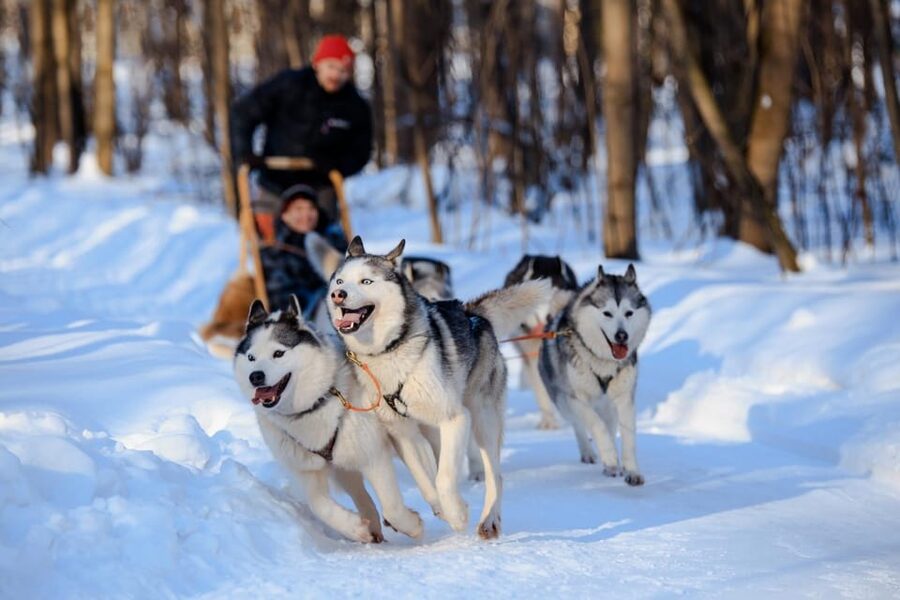 Dog Sledding , Terelj National park ,Chinggis Khaan statue - Terelj National Park: Mongolia’s scenic break from the city