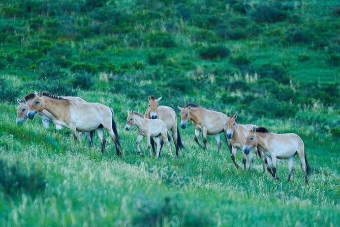 Essence of Mongolia 5 Days - The nomadic stays are the heart of the trip