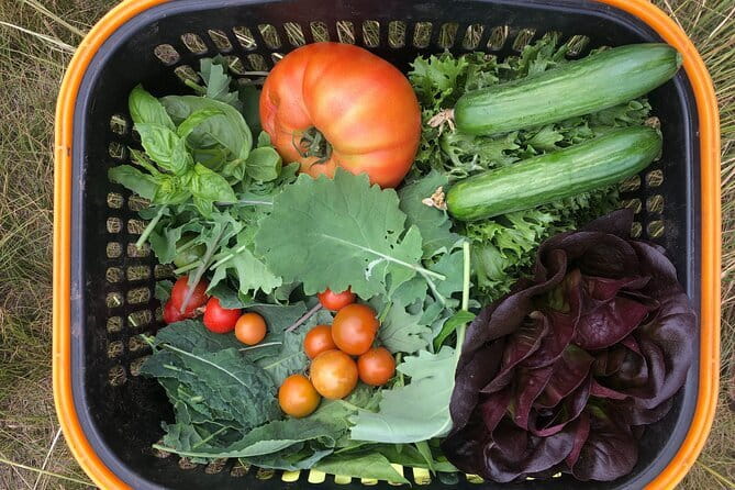 Farm to Table: Organic Farm Visit and Mongolian Cooking Class - Why this farm visit adds something special to Ulaanbaatar
