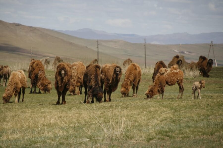From Ulaanbaatar: Day Trip to Hustai National Park - Leaving Ulaanbaatar for the open country