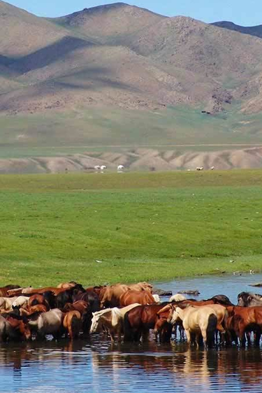 From Ulaanbaatar: Day Trip to Hustai National Park - Guides can make or break the day