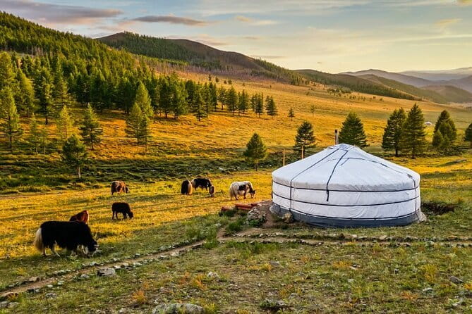 Gobi tour Mongolia 7 Days - Day 6: Bayanzag and the saxaul forest