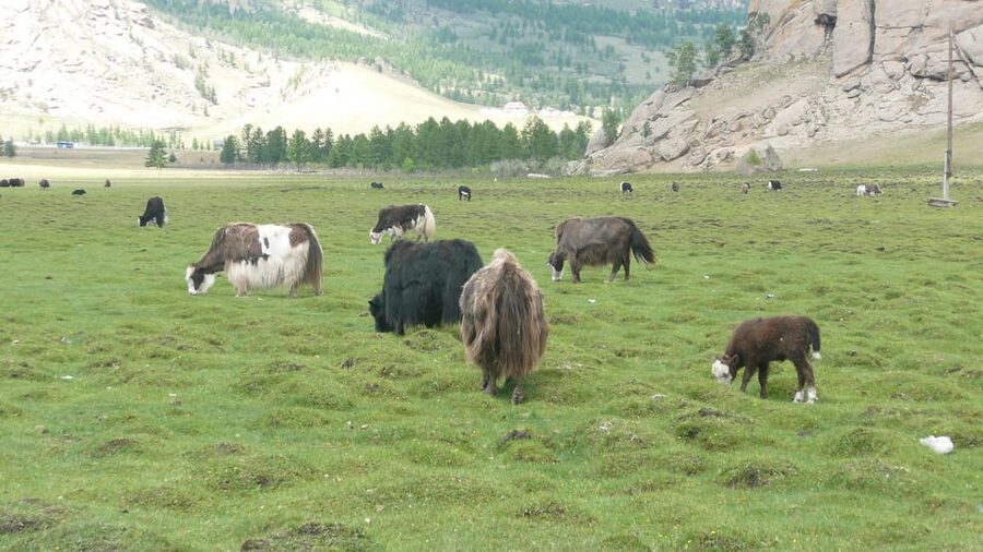 Guided Day Tour Terelj National Park Chinggis Khaan Statue - Five things to know before you go