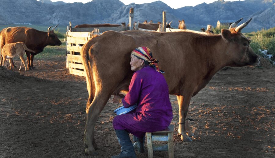 MONGOLIAN NOMADS: 2-Day Horse Trekking & Cow Milking Tour - What $369 includes, and what it does not
