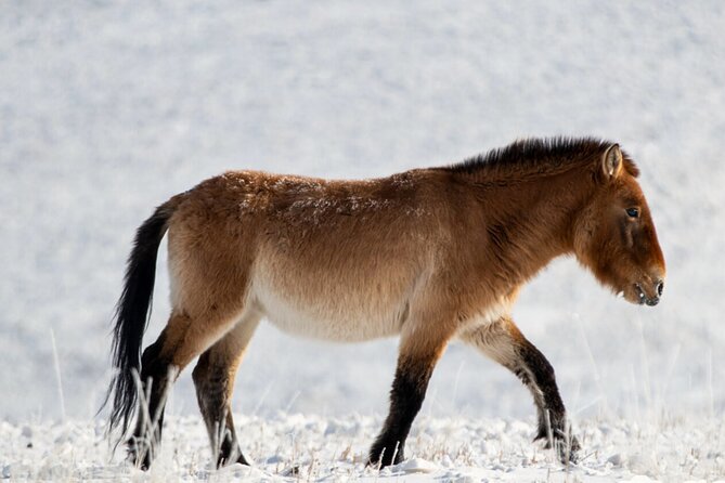 Private Day Tour in Hustai Nuruu National Park - Key points to know before you go