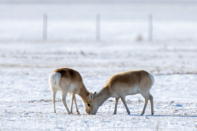 Private Day Tour in Hustai Nuruu National Park - Why Hustai Nuruu is worth the long drive