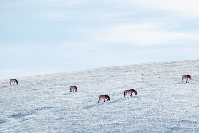 Private Day Tour in Hustai Nuruu National Park - Searching the hills for takhi and other wildlife