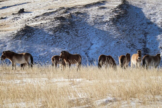 Private Day Tour in Hustai Nuruu National Park - What the $160 price really covers