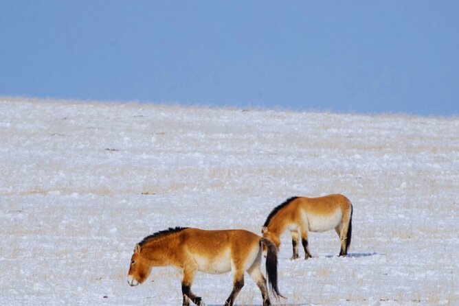 Private Day Tour in Hustai Nuruu National Park - Should you book this Hustai day tour?