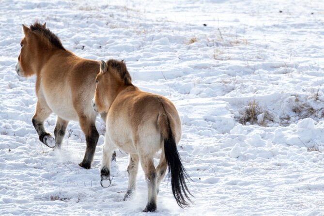 Private Day Tour in Hustai Nuruu National Park - The 110-kilometer trip from Ulaanbaatar