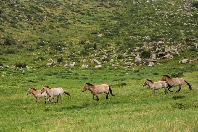 Private Full-Day Cycling Tour from Ulaanbaatar - The gentle roll through open valleys