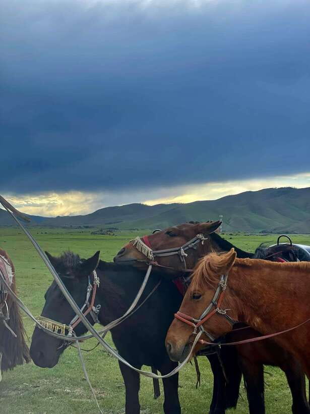 Terelj national park transport /Best price tour - Key points to know before booking