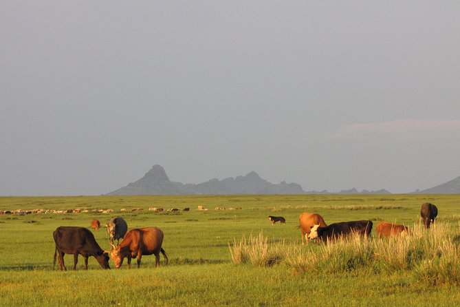 The Best of Central Mongolia Tour in 5 Days - Day 5: Khustai National Park and the takhi