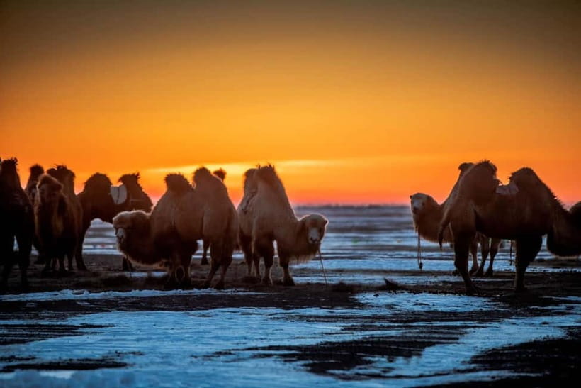 Ulaanbaatar: 4-Day Central Mongolia Winter Tour - Why winter works so well here