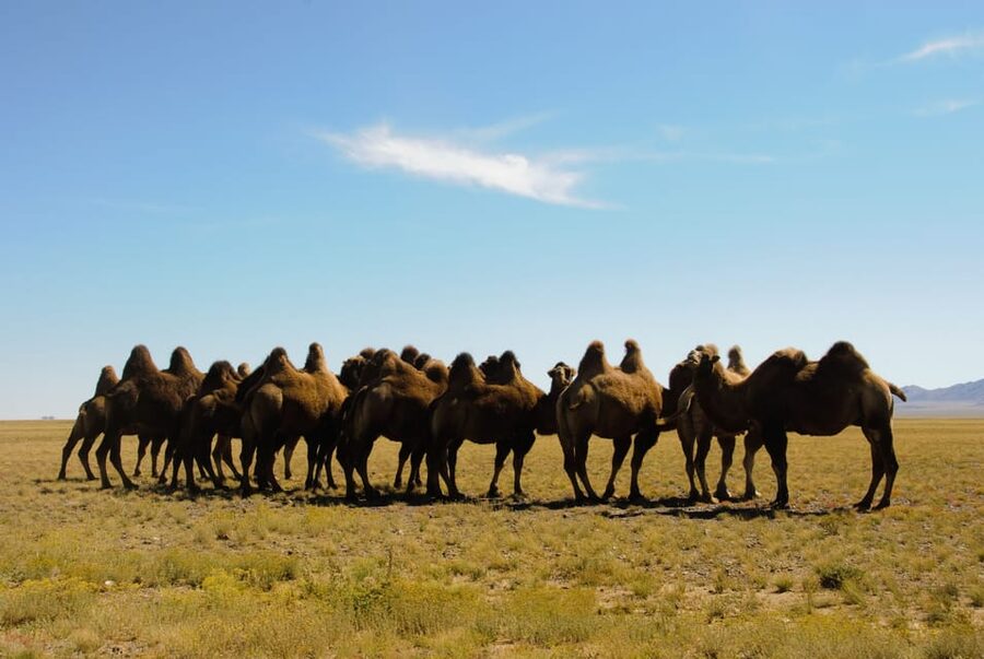 Ulaanbaatar: Semi-Gobi Desert Day Trip & Camel Ride - Arriving at Elsen Tasarkhai, Mongolia’s small desert fix
