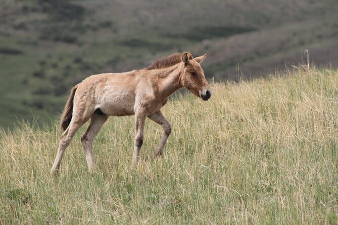 Wildlife Watching Day Tour at Hustai National Park - Key points at a glance