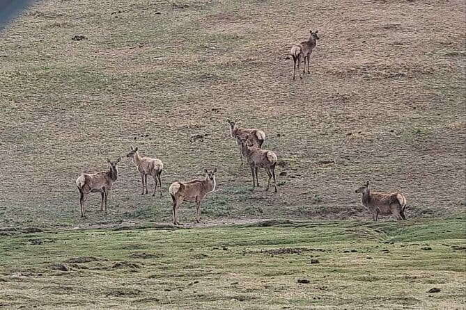 Wildlife Watching Day Tour at Hustai National Park - A 7:00 a.m. start from Ulaanbaatar